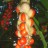 Магнолия кобус, Magnolia kobus - Магнолия кобус, Magnolia kobus, плод с семенами
